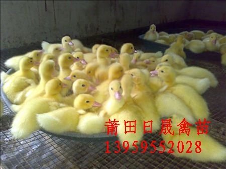 供应黑番鸭苗-黑番鸭苗批发•鸭苗孵化厂家鸭苗批发\鸭苗批发价格※番鸭苗批发价格