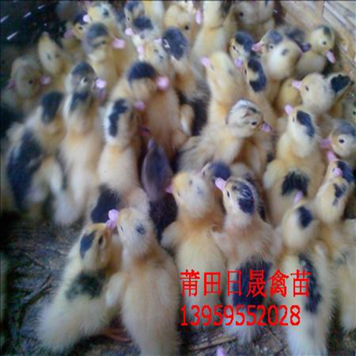 福建大种番鸭苗，大种番鸭苗，莆田半番鸭苗