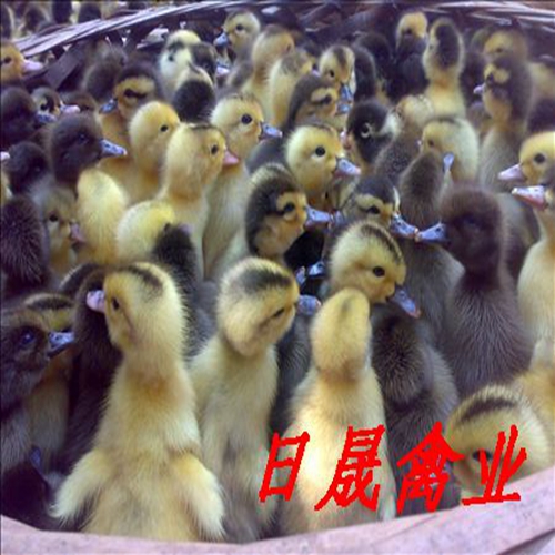 莆田黑番鸭苗|福建番鸭苗|福建半番鸭苗