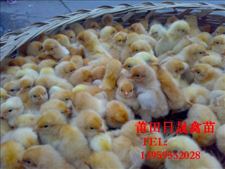 泉州鸡苗%南安鸡苗—惠安鸡苗 