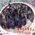 福建番鸭苗；福建半番鸭苗；莆田骡鸭苗