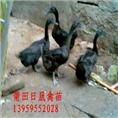 莆田水鸭苗-莆田蛋鸭苗-福建省麻鸭苗
