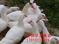 福建番鸭苗◆福州番鸭苗◆番鸭苗价格 