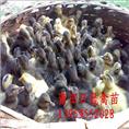 福建小种番鸭苗、黑番鸭苗、莆田半番鸭苗