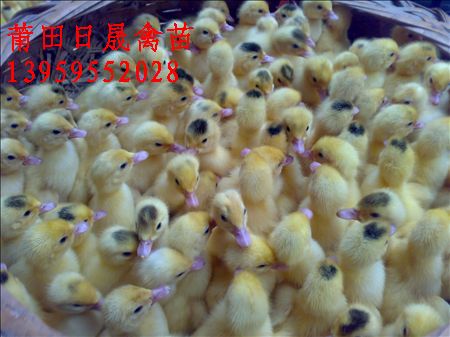 石狮鸭苗，石狮番鸭苗，石狮番鸭苗批发 