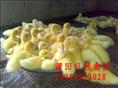 供应红面鸭苗|福建黑羽番鸭苗|莆田白羽番鸭苗 