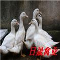 莆田半番鸭苗，半番鸭苗，福建番鸭苗