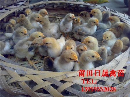 莆田鸡苗★莆田鸡苗★莆田鸡苗★莆田鸡苗 