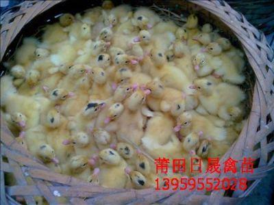 福建番鸭苗/福建黑番鸭苗/莆田半番鸭苗/ 莆田鸭苗 