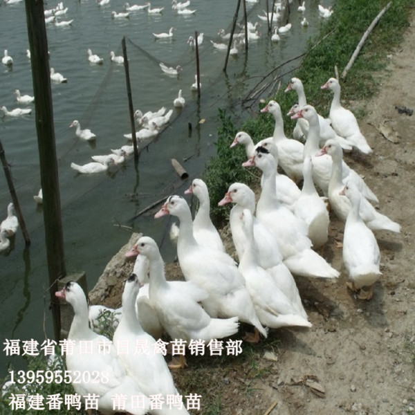 福建番鸭苗|莆田番鸭苗
