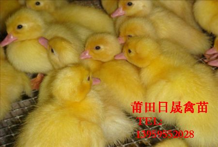 福建鸭苗批发/福建番鸭苗/福建黑番鸭苗 