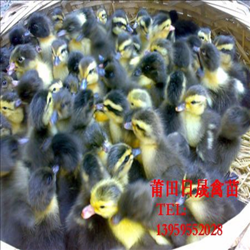 福建番鸭苗；福建半番鸭苗；莆田骡鸭苗