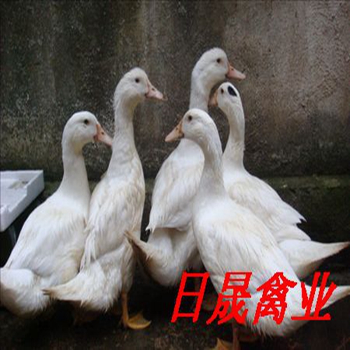 莆田半番鸭苗，半番鸭苗，福建番鸭苗