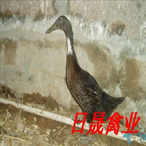 莆田水鸭苗-莆田鸭苗-福建麻鸭苗 