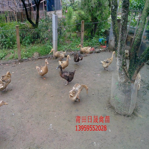 莆田水鸭苗，莆田蛋鸭苗，福建省麻鸭苗