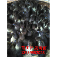 漳州黑番鸭苗%长泰黑番鸭苗 