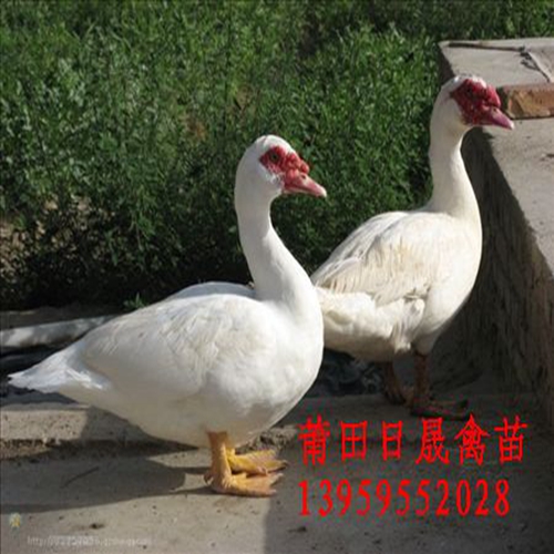 番鸭苗|莆田白羽正番鸭|福建番鸭苗