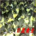福建番鸭苗|福建黑番鸭苗|莆田半番鸭苗