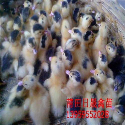 福建大种番鸭苗，大种番鸭苗，莆田半番鸭苗