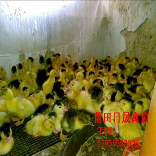 福建大种番鸭苗，大种番鸭苗，莆田半番鸭苗