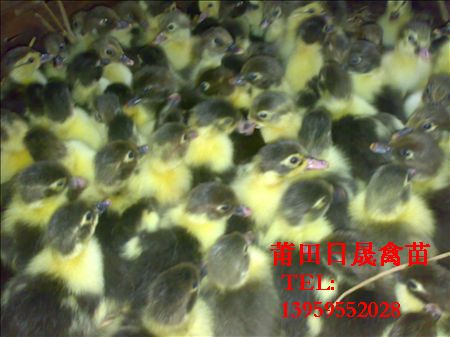 福建番鸭苗养殖场，福建鸭苗，福州番鸭苗 