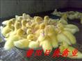 番鸭苗%福建番鸭苗♀福建番鸭苗♀福建番鸭苗 