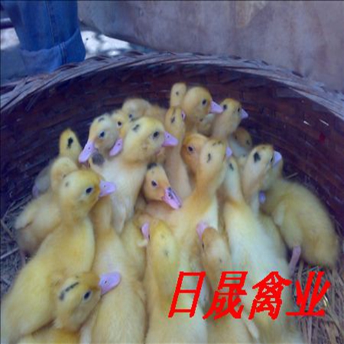 莆田半番鸭苗，半番鸭苗，福建番鸭苗