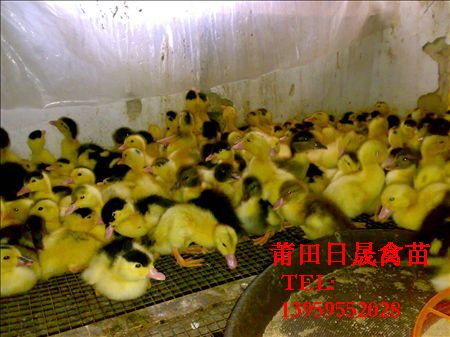 三明番鸭苗-泉州番鸭苗-福建番鸭苗 
