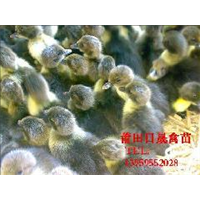 漳州鸭苗龙海鸭苗