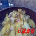 莆田半番鸭苗，半番鸭苗，福建番鸭苗