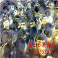 四点花半番鸭苗-福建半番鸭苗-福建番鸭苗