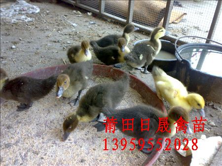 福建鸭苗@番鸭苗@福建正番鸭@福建鸭子@福建红头鸭鸳鸯、福建禽苗 