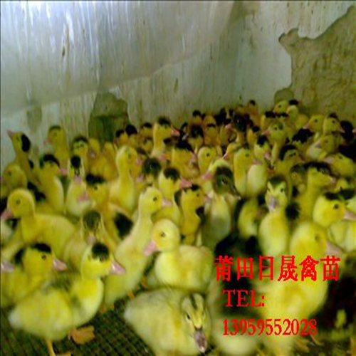 福建大种番鸭苗，大种番鸭苗，莆田半番鸭苗