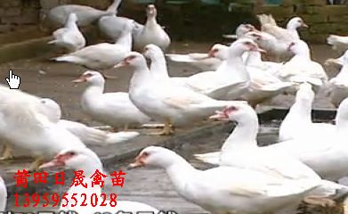 **发布：福建番鸭苗,福建鸭苗,莆田番鸭苗 