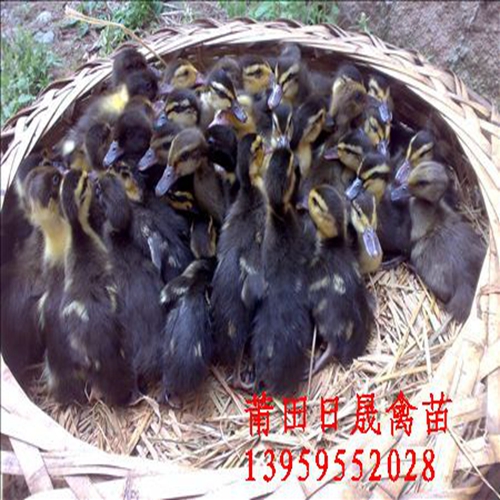 福建番鸭苗；福建半番鸭苗；莆田骡鸭苗