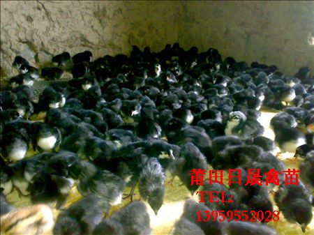 福建鸡苗%福州鸡苗%甫田鸡苗 