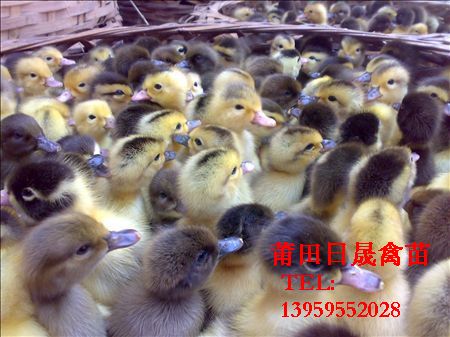 福建黑番鸭苗/福建番鸭苗/福建鸭苗 