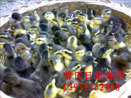 甫田鸭苗价格%甫田鸭苗批发%甫田鸭苗 