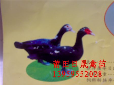 莆田番鸭苗\莆田番鸭苗批发\番鸭苗 