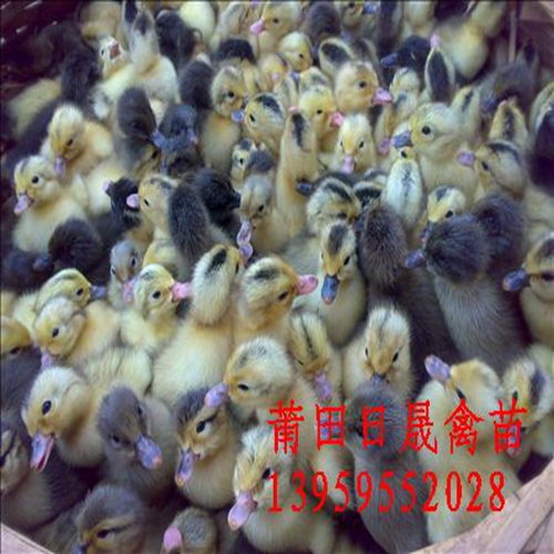 莆田黑番鸭苗|福建番鸭苗|福建半番鸭苗