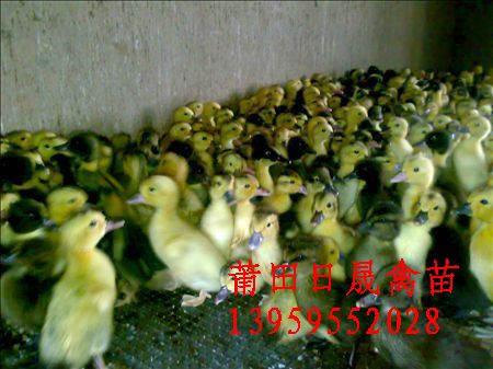 福建番鸭孵化福建番鸭批发&福建番鸭养殖☆福建番鸭孵化☆福建番鸭批发