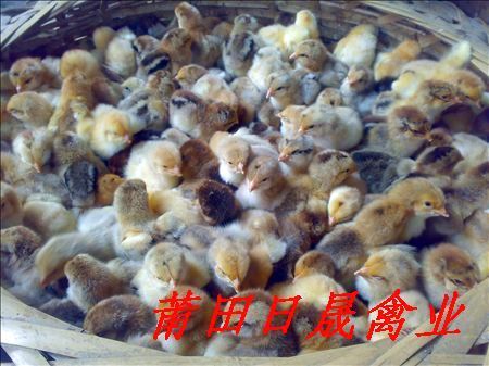 漳州鸡苗￥南靖鸡苗￥莆田鸡苗 