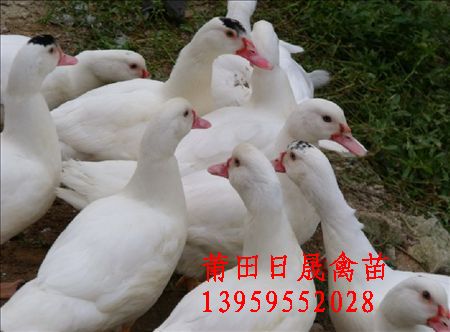 莆田番鸭苗%莆田鸭苗批发 