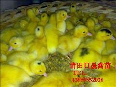 莆田，大种半番M18苗 