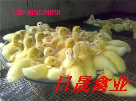 莆田番鸭苗批发§莆田番鸭苗养殖场 