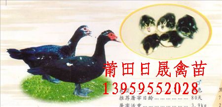 福建黑番鸭苗\福建鸭苗批发价格福建鸭苗的价格.5月鸭苗批发行情 