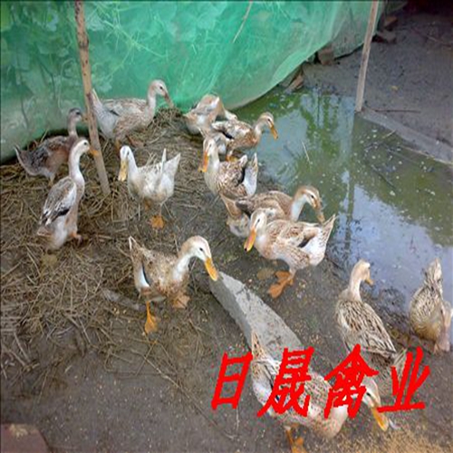 莆田水鸭苗-莆田蛋鸭苗-福建省麻鸭苗