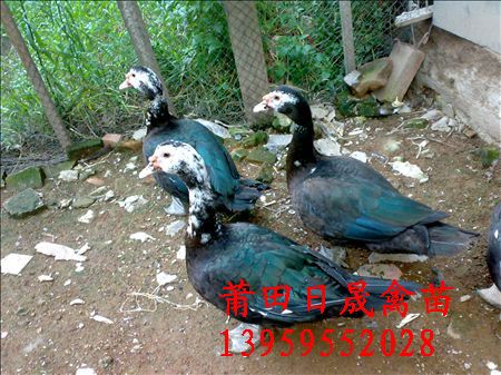 南平番鸭苗批发\南平鸭苗行情☆番鸭苗销售 