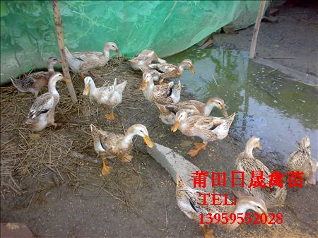 莆田水鸭苗￥莆田蛋鸭苗￥莆田麻鸭苗 