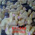 莆田番鸭苗-莆田大种番鸭苗-福建番鸭苗